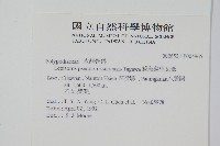 擬烏蘇里瓦葦藏品圖，第2張