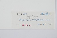 鐵角蕨藏品圖，第2張