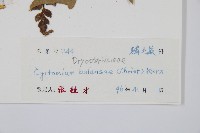 鐮羽貫眾藏品圖，第5張