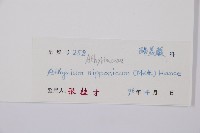 日本蹄蓋蕨藏品圖，第3張