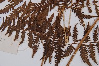 日本蹄蓋蕨藏品圖，第4張