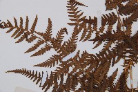 日本蹄蓋蕨藏品圖，第5張