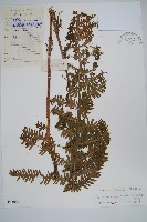 假毛蕨藏品圖，第1張