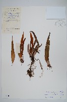 相異石韋藏品圖，第1張