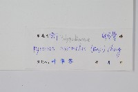 相異石韋藏品圖，第2張