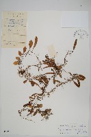 抱石蓮藏品圖，第1張