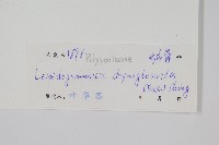 抱石蓮藏品圖，第2張