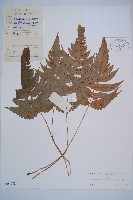 華東安蕨藏品圖，第1張