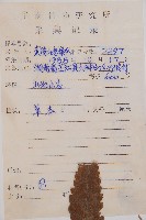 華東安蕨藏品圖，第2張