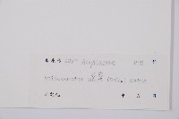 華東安蕨藏品圖，第3張