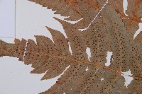 華東安蕨藏品圖，第4張