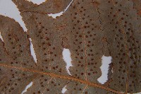 華東安蕨藏品圖，第5張