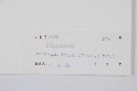 單葉雙蓋蕨藏品圖，第2張