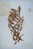 碗蕨藏品圖，第1張