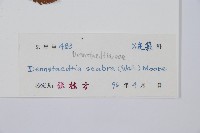 碗蕨藏品圖，第2張