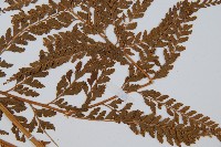 碗蕨藏品圖，第3張