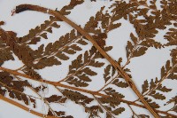 碗蕨藏品圖，第4張