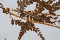 碗蕨藏品圖，第5張