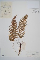 馬祖耳蕨藏品圖，第1張