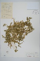 疏葉卷柏藏品圖，第1張