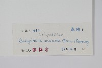 疏葉卷柏藏品圖，第2張