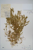 全緣卷柏藏品圖，第1張