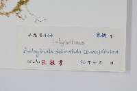 全緣卷柏藏品圖，第2張