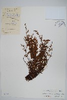 毛軸碎米蕨藏品圖，第1張