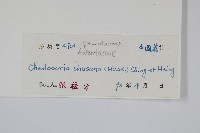 毛軸碎米蕨藏品圖，第2張