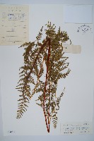 光葉碗蕨藏品圖，第1張