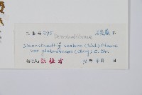 光葉碗蕨藏品圖，第2張