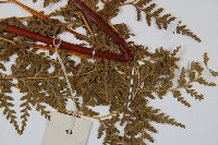 光葉碗蕨藏品圖，第3張