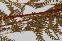 光葉碗蕨藏品圖，第4張