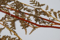 光葉碗蕨藏品圖，第5張