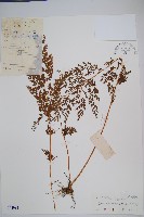 烏蕨藏品圖，第1張