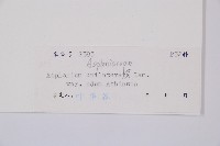 陰濕鐵角蕨藏品圖，第3張