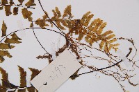 陰濕鐵角蕨藏品圖，第4張