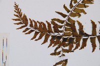 陰濕鐵角蕨藏品圖，第5張