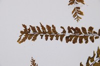 陰濕鐵角蕨藏品圖，第6張