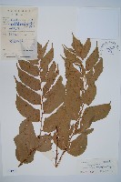 大葉貫眾蕨藏品圖，第1張