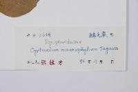 大葉貫眾蕨藏品圖，第2張