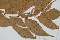 大葉貫眾蕨藏品圖，第3張