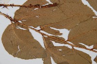 大葉貫眾蕨藏品圖，第4張