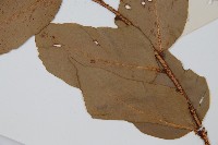 大葉貫眾蕨藏品圖，第5張