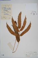 奇數鱗毛蕨藏品圖，第1張