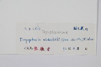 奇數鱗毛蕨藏品圖，第2張