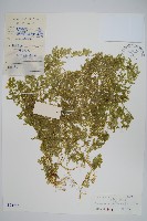 翠雲草、藍草藏品圖，第1張