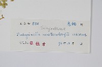 翠雲草、藍草藏品圖，第2張