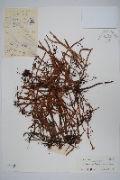 小葉書帶蕨藏品圖，第1張