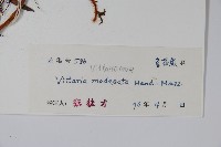 小葉書帶蕨藏品圖，第2張
